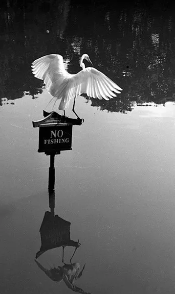 Great egret landing on a “No Fishing” sign, by Leroy Henderson
